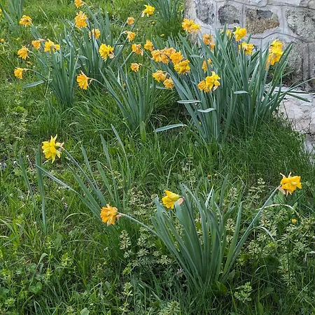 Kojadinovica Koliba